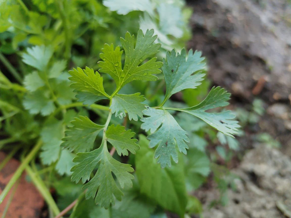 Cilantro