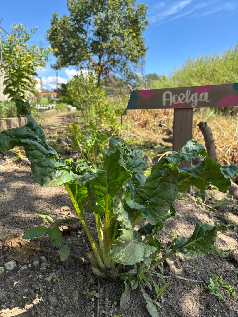 Acelga