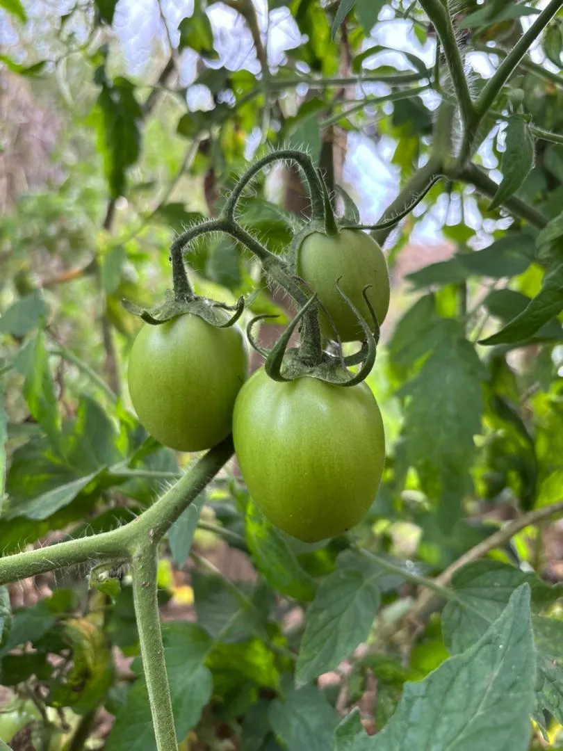 Tomate