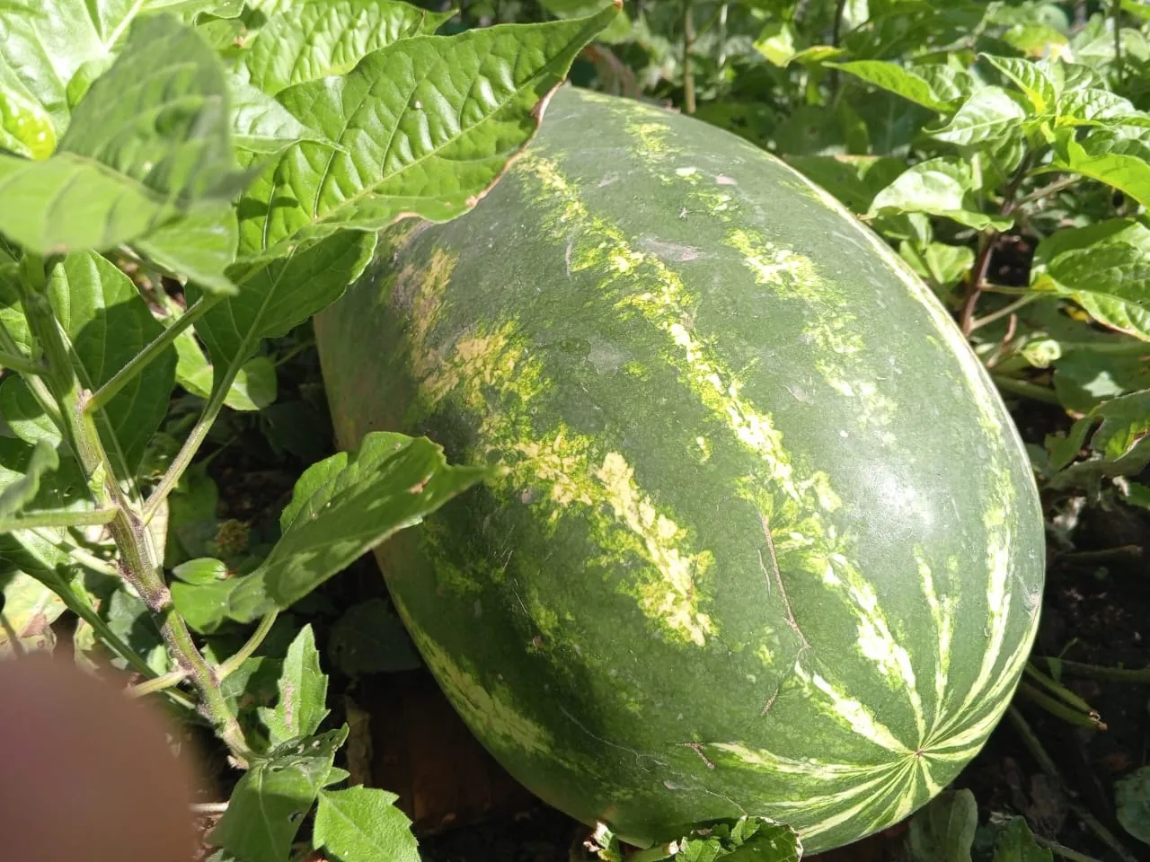 Patilla
