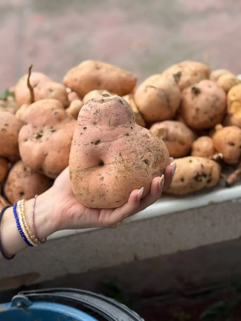 Batata