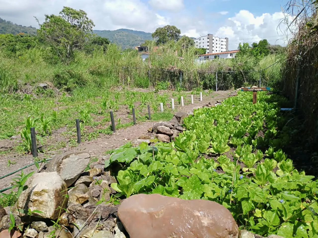 Huerto escolar